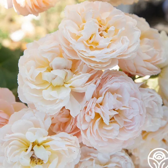 Heirloom Roses Moonlight in Paris™ Discount