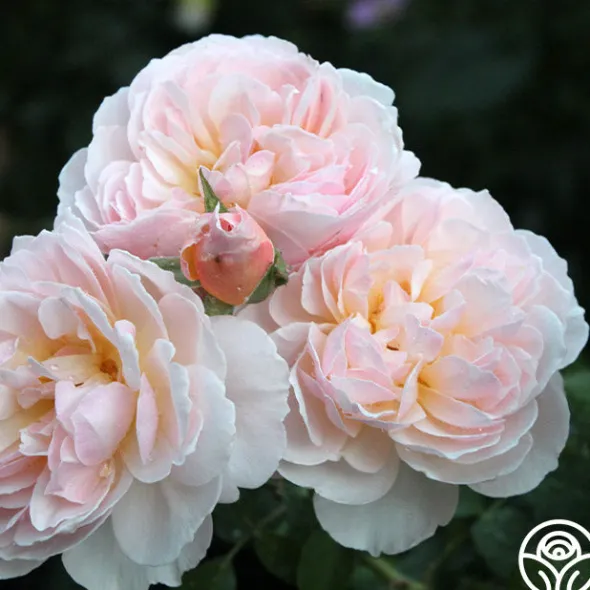 Heirloom Roses Moonlight in Paris™ Discount