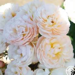 Heirloom Roses Moonlight in Paris™ Discount