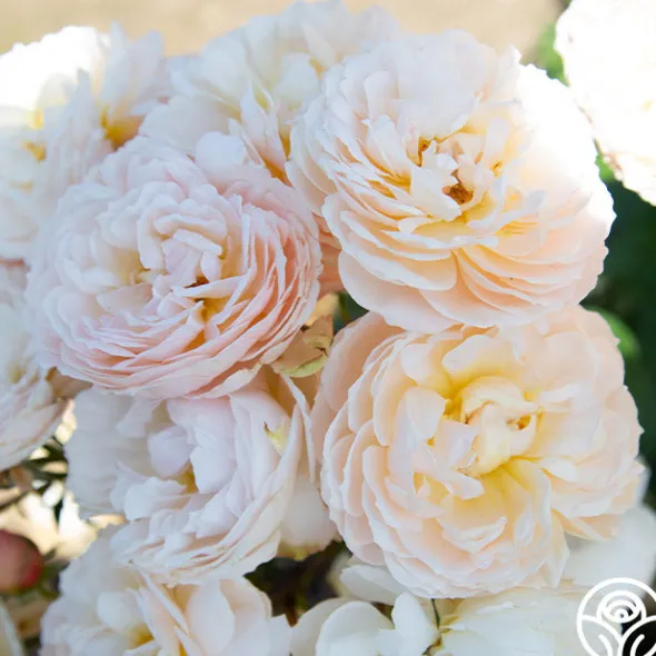 Heirloom Roses Moonlight in Paris™ Discount