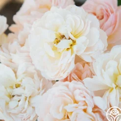 Heirloom Roses Moonlight in Paris™ Discount