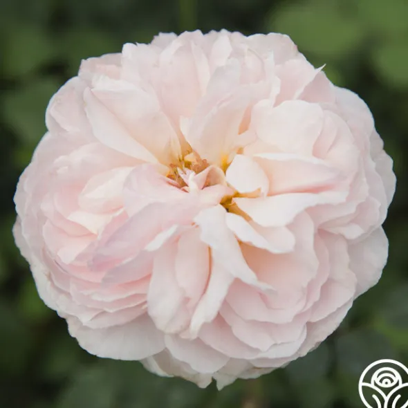 Heirloom Roses Moonlight in Paris™ Discount