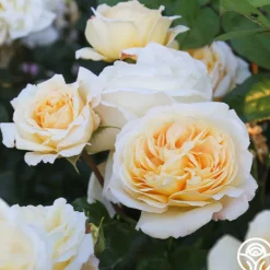 Heirloom Roses Moonlight Romantica® New