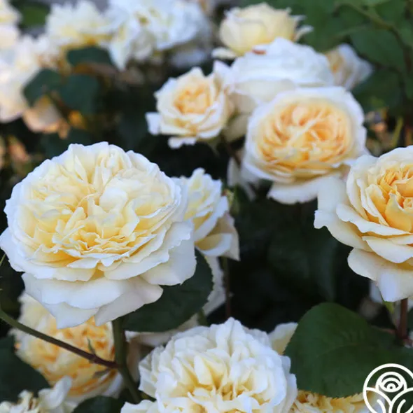 Heirloom Roses Moonlight Romantica® New