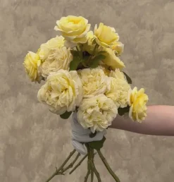 Heirloom Roses Moonlight Romantica® New