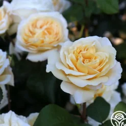 Heirloom Roses Moonlight Romantica® New