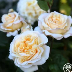 Heirloom Roses Moonlight Romantica® New