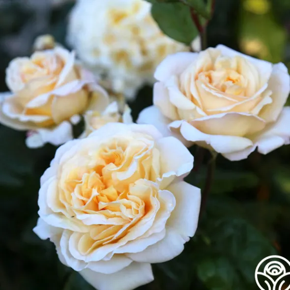 Heirloom Roses Moonlight Romantica® New