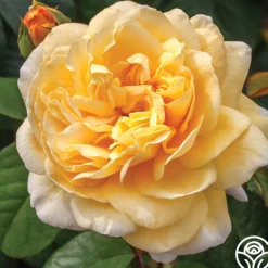Heirloom Roses Moonlight Romantica® New