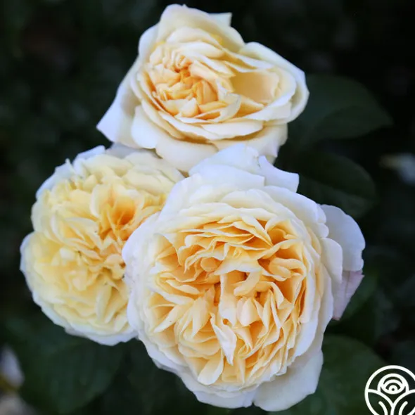 Heirloom Roses Moonlight Romantica® New