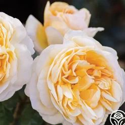 Heirloom Roses Moonlight Romantica® New
