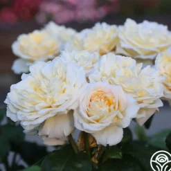 Heirloom Roses Moonlight Romantica® New