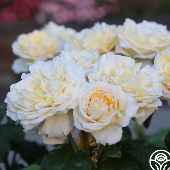 Heirloom Roses Moonlight Romantica® New