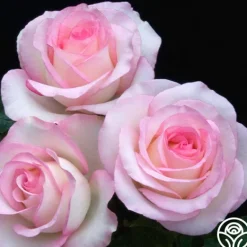 Heirloom Roses Moonstone™ Best