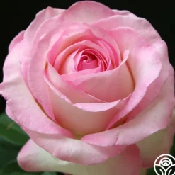 Heirloom Roses Moonstone™ Best