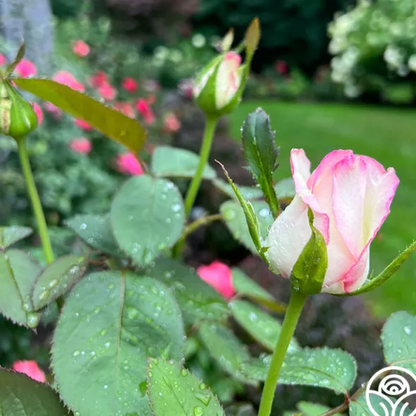 Heirloom Roses Moonstone™ Best