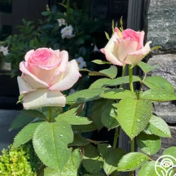 Heirloom Roses Moonstone™ Best