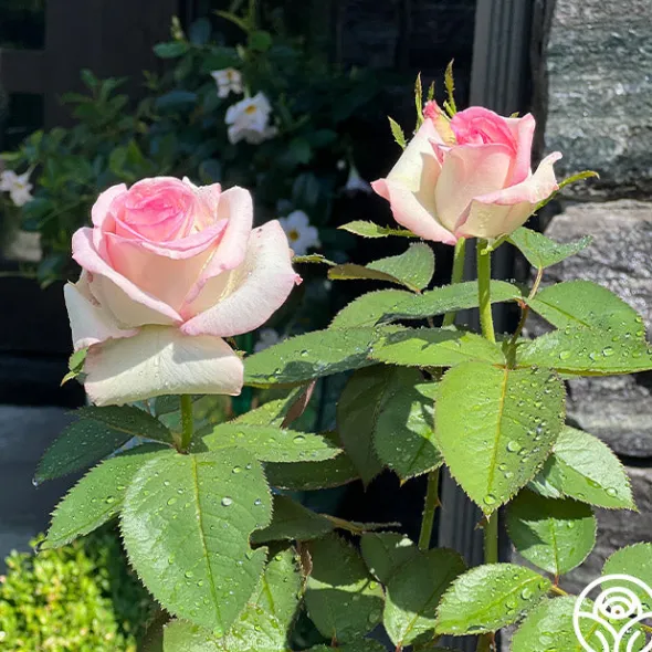 Heirloom Roses Moonstone™ Best