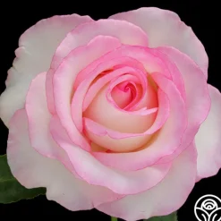 Heirloom Roses Moonstone™ Best