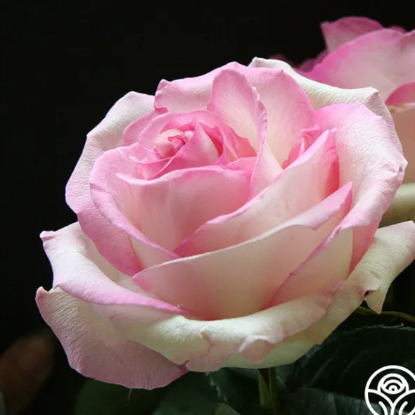 Heirloom Roses Moonstone™ Best