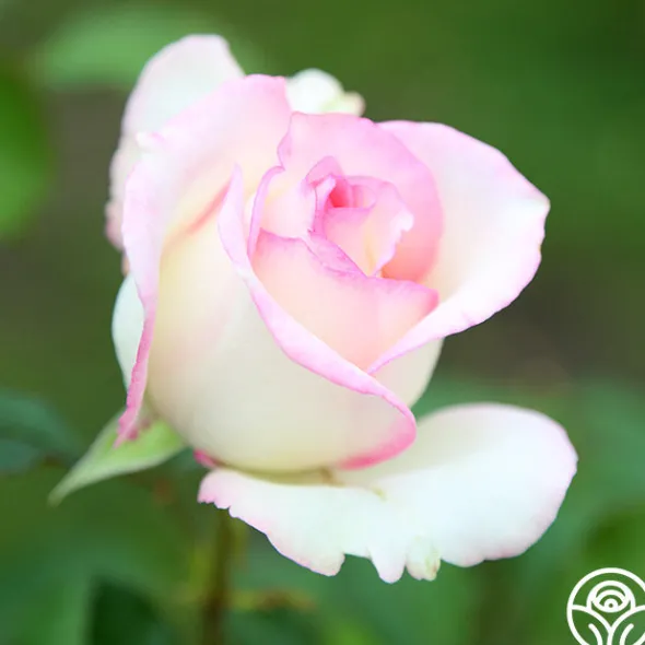Heirloom Roses Moonstone™ Best