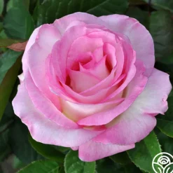 Heirloom Roses Moonstone™ Best