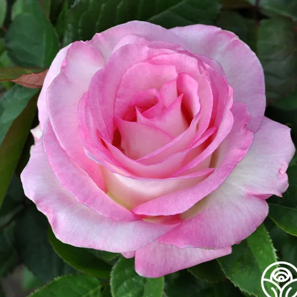 Heirloom Roses Moonstone™ Best