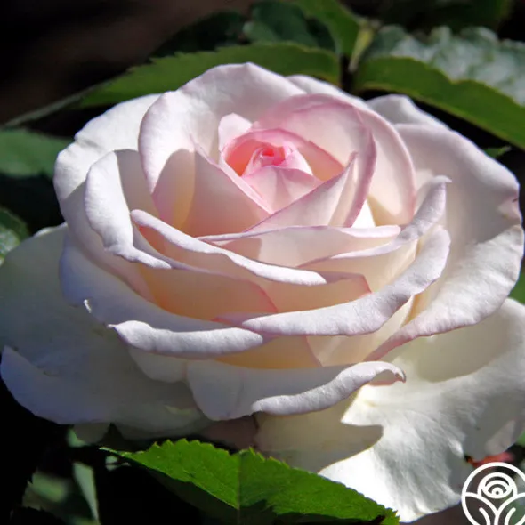 Heirloom Roses Moonstone™ Best