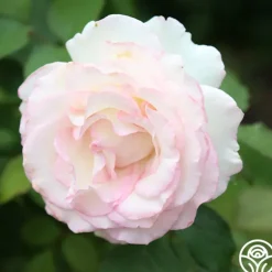 Heirloom Roses Moonstone™ Best