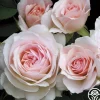 Heirloom Roses Morden Blush Outlet
