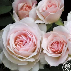 Heirloom Roses Morden Blush Outlet