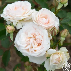 Heirloom Roses Morden Blush Outlet