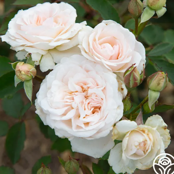 Heirloom Roses Morden Blush Outlet