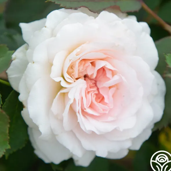 Heirloom Roses Morden Blush Outlet