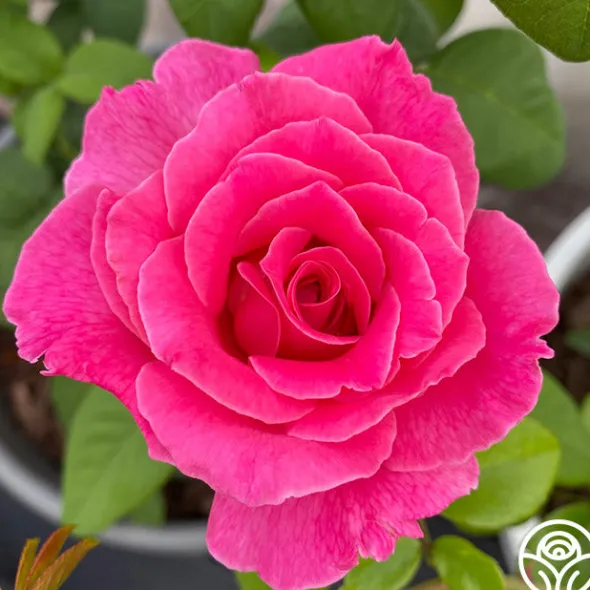 Heirloom Roses Morden Centennial