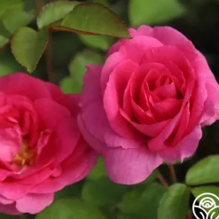 Heirloom Roses Morden Centennial