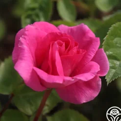 Heirloom Roses Morden Centennial
