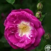 Heirloom Roses Morletii Clearance