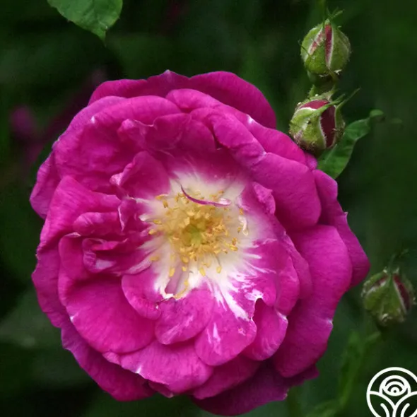 Heirloom Roses Morletii Clearance