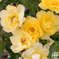 Heirloom Roses Morning Has Broken™ Discount