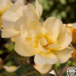 Heirloom Roses Morning Has Broken™ Discount