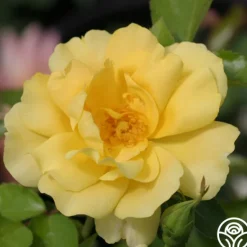 Heirloom Roses Morning Has Broken™ Discount