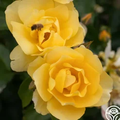 Heirloom Roses Morning Has Broken™ Discount