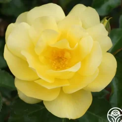 Heirloom Roses Morning Has Broken™ Discount