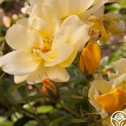 Heirloom Roses Morning Has Broken™ Discount