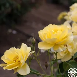 Heirloom Roses Morning Has Broken™ Discount