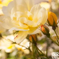 Heirloom Roses Morning Has Broken™ Discount