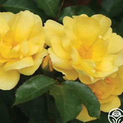 Heirloom Roses Morning Has Broken™ Discount