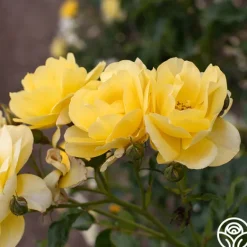 Heirloom Roses Morning Has Broken™ Discount