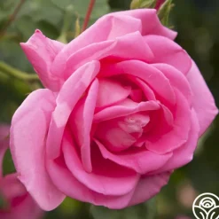 Heirloom Roses Morning Jewel®